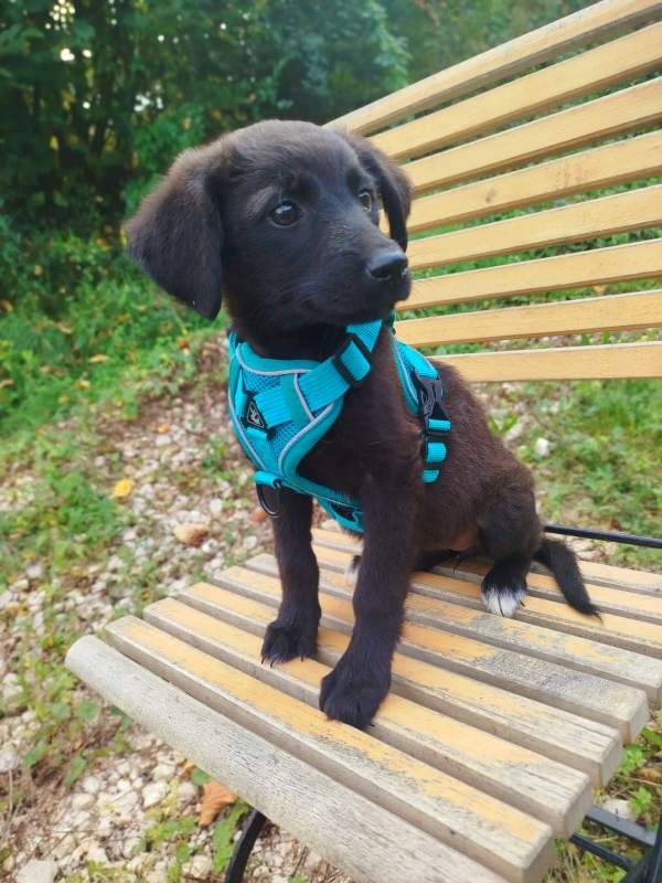 Tierschutzverein Bellas Pfotenhilfe Hunderettung Bosnien Hund adoptieren Bärchen