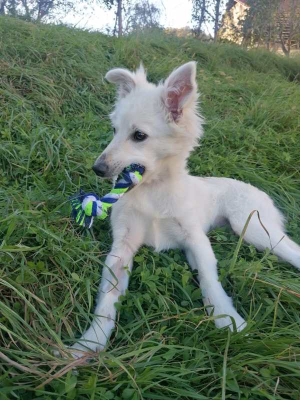 Tierschutzverein Bellas Pfotenhilfe Hunderettung Bosnien Hund adoptieren Bärchen