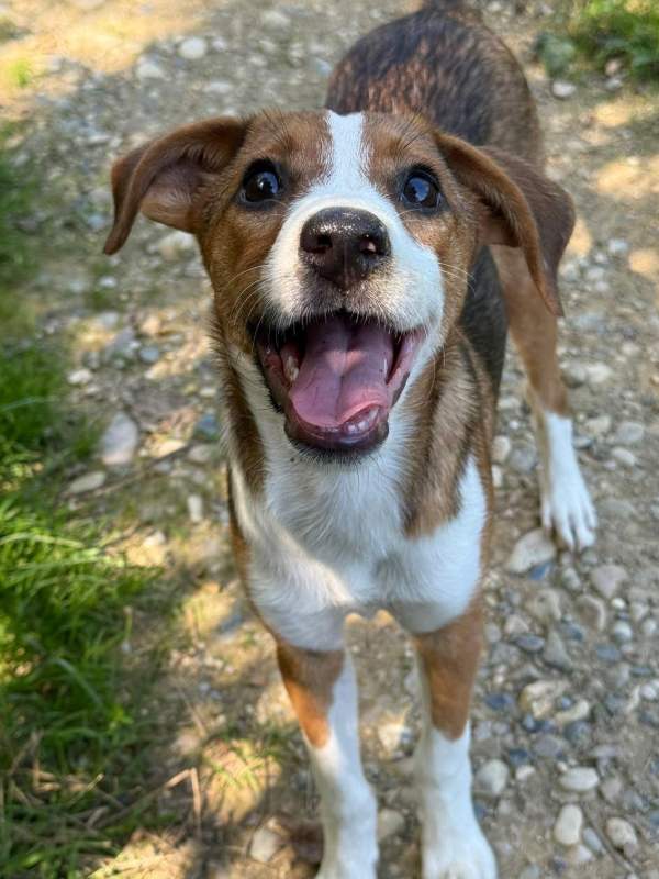 Tierschutzverein Bellas Pfotenhilfe Hunderettung Bosnien Hund adoptieren Bärchen