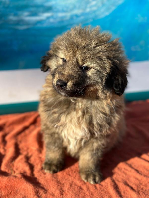 Tierschutzverein Bellas Pfotenhilfe Hunderettung Bosnien Hund adoptieren Bärchen