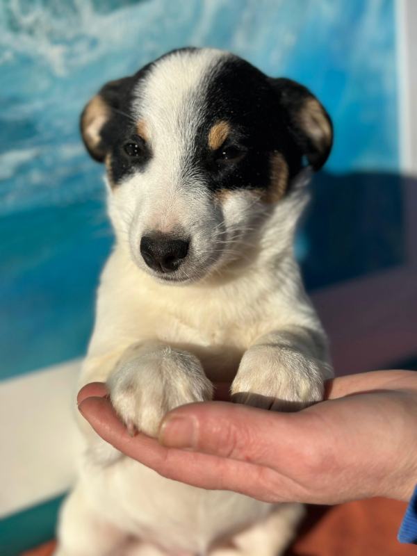 Tierschutzverein Bellas Pfotenhilfe Hunderettung Bosnien Hund adoptieren Bärchen