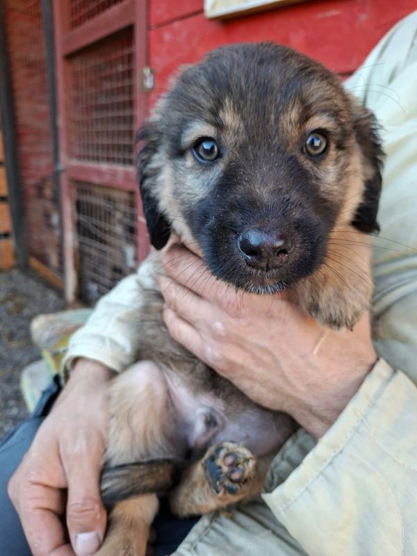 Tierschutzverein Bellas Pfotenhilfe Hunderettung Bosnien Hund adoptieren Bärchen