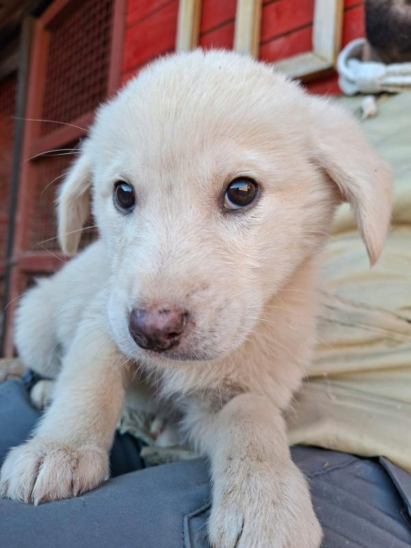 Tierschutzverein Bellas Pfotenhilfe Hunderettung Bosnien Hund adoptieren Bärchen
