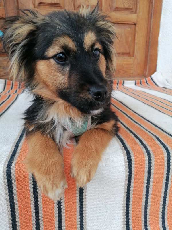 Tierschutzverein Bellas Pfotenhilfe Hunderettung Bosnien Hund adoptieren Bärchen