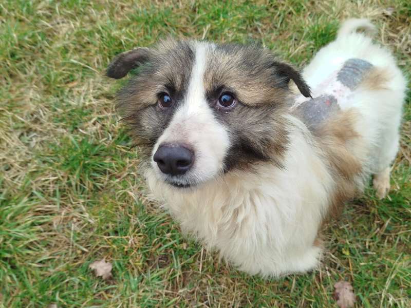 Tierschutzverein Bellas Pfotenhilfe Hunderettung Bosnien Hund adoptieren Bärchen