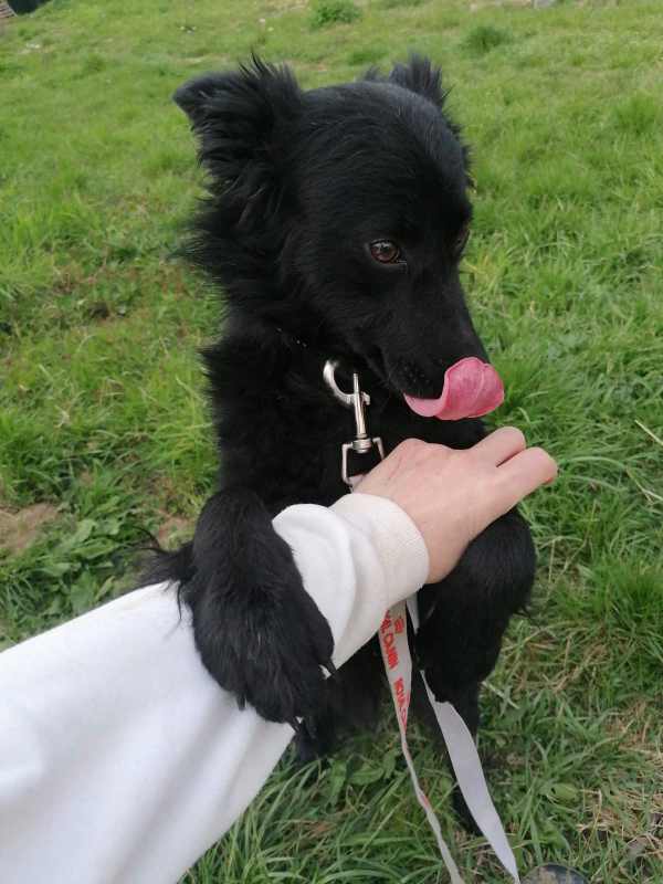 Tierschutzverein Bellas Pfotenhilfe Hunderettung Bosnien Hund adoptieren Bärchen