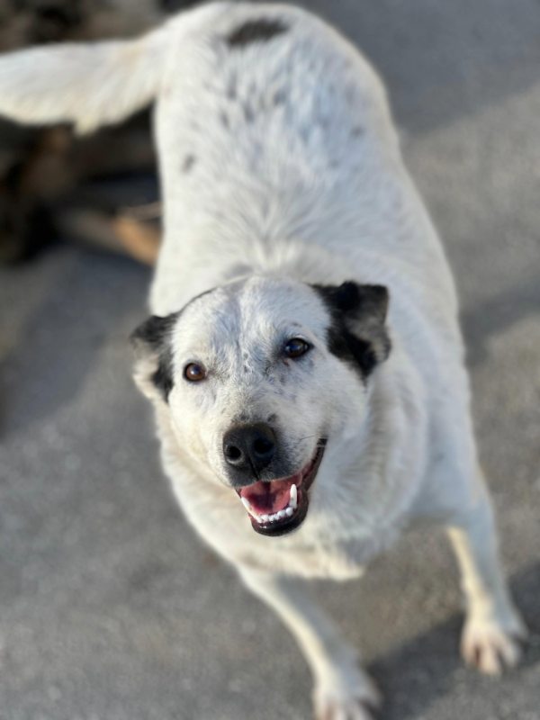 Tierschutzverein Bellas Pfotenhilfe Hunderettung Bosnien Hund adoptieren Bärchen