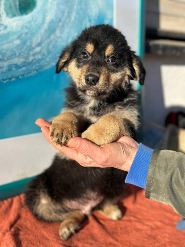 Tierschutzverein Bellas Pfotenhilfe Hunderettung Bosnien Hund adoptieren Bärchen