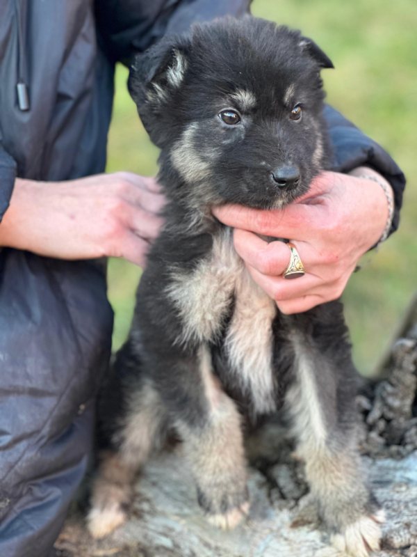 Tierschutzverein Bellas Pfotenhilfe Hunderettung Bosnien Hund adoptieren Bärchen