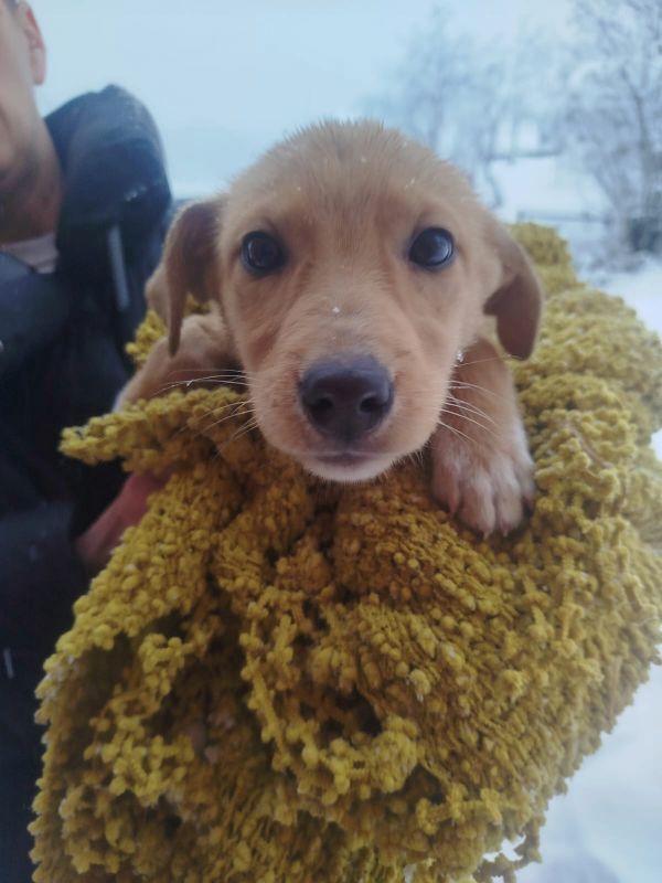 Tierschutzverein Bellas Pfotenhilfe Hunderettung Bosnien Hund adoptieren Bärchen