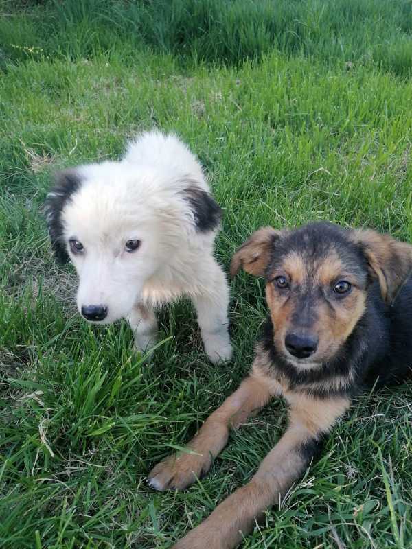 Tierschutzverein Bellas Pfotenhilfe Hunderettung Bosnien Hund adoptieren Bärchen