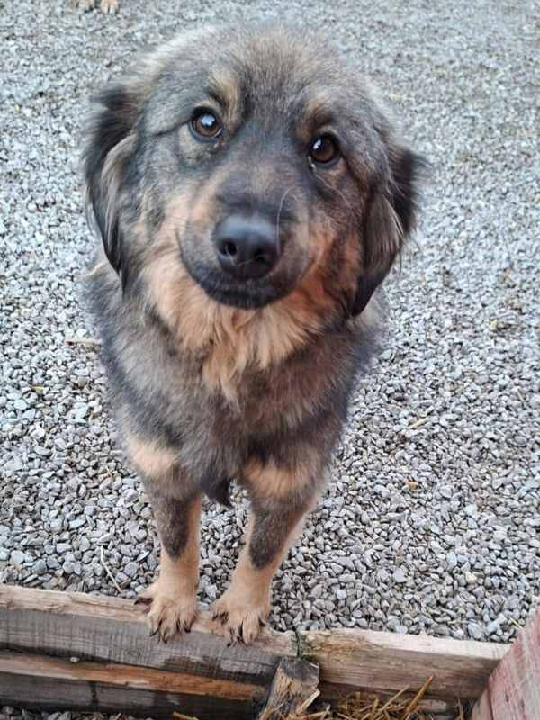 Tierschutzverein Bellas Pfotenhilfe Hunderettung Bosnien Hund adoptieren Bärchen