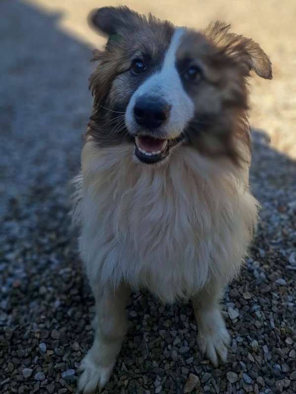 Tierschutzverein Bellas Pfotenhilfe Hunderettung Bosnien Hund adoptieren Bärchen