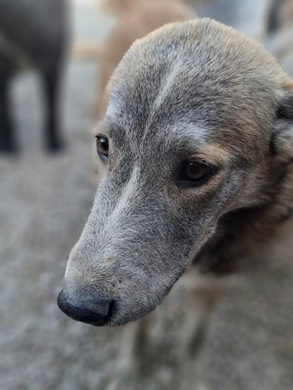 Tierschutzverein Bellas Pfotenhilfe Hunderettung Bosnien Hund adoptieren Bärchen