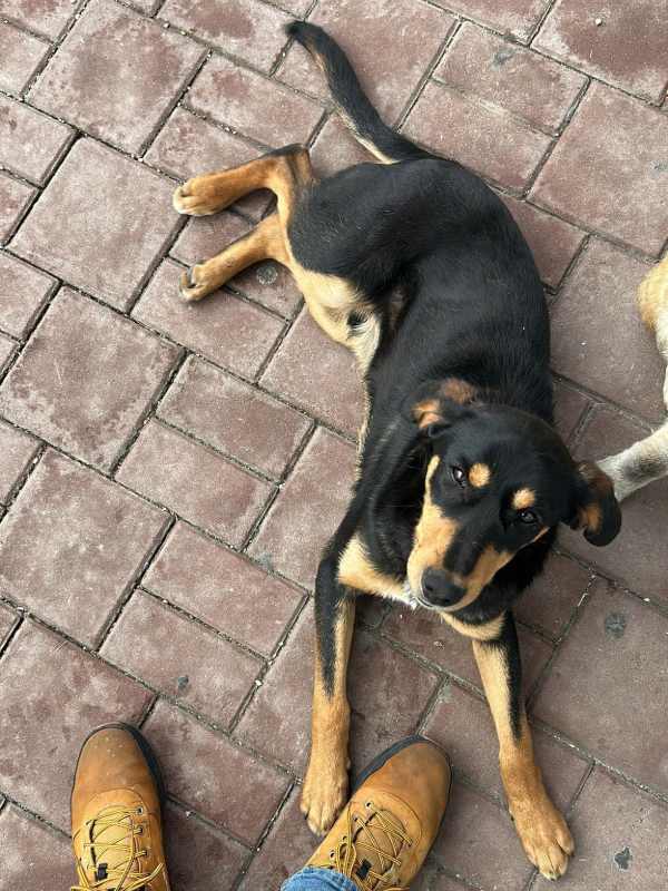 Tierschutzverein Bellas Pfotenhilfe Hunderettung Bosnien Hund adoptieren Bärchen