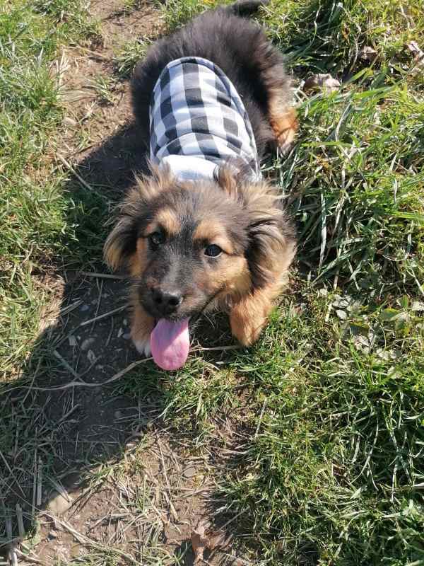 Tierschutzverein Bellas Pfotenhilfe Hunderettung Bosnien Hund adoptieren Bärchen