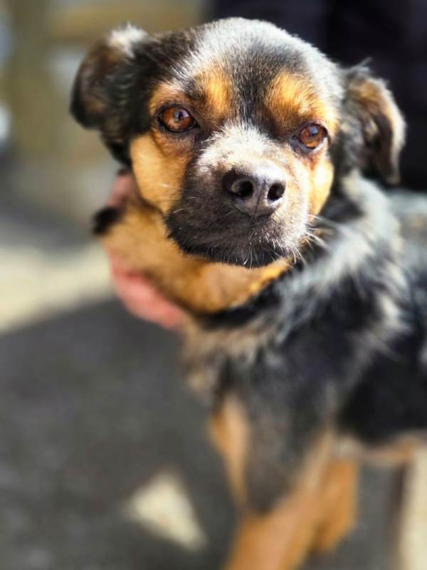 Tierschutzverein Bellas Pfotenhilfe Hunderettung Bosnien Hund adoptieren Bärchen