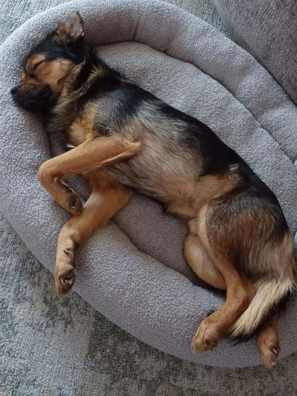 Tierschutzverein Bellas Pfotenhilfe Hunderettung Bosnien Hund adoptieren Bärchen