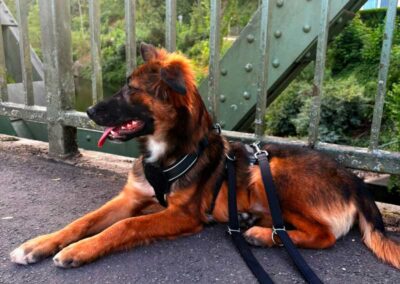 Drago (vorübergehende Pflegestelle gesucht)