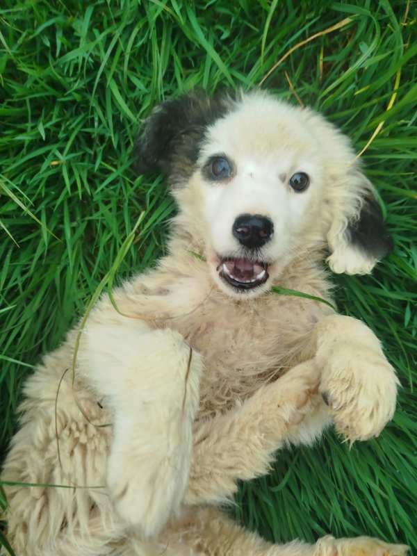 Tierschutzverein Bellas Pfotenhilfe Hunderettung Bosnien Hund adoptieren Bärchen