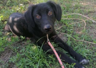 Asha II
