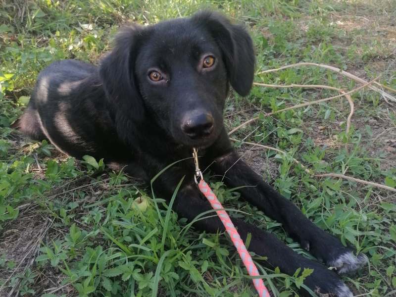 Asha II