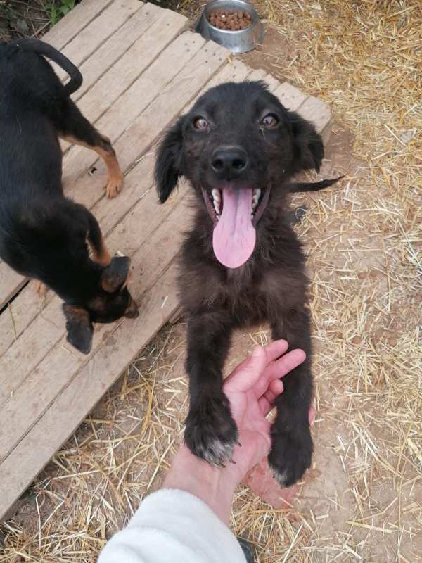 Tierschutzverein Bellas Pfotenhilfe Hunderettung Bosnien Hund adoptieren Bärchen