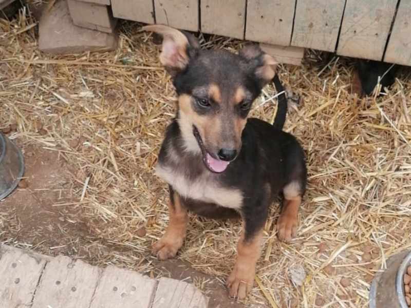Tierschutzverein Bellas Pfotenhilfe Hunderettung Bosnien Hund adoptieren Bärchen