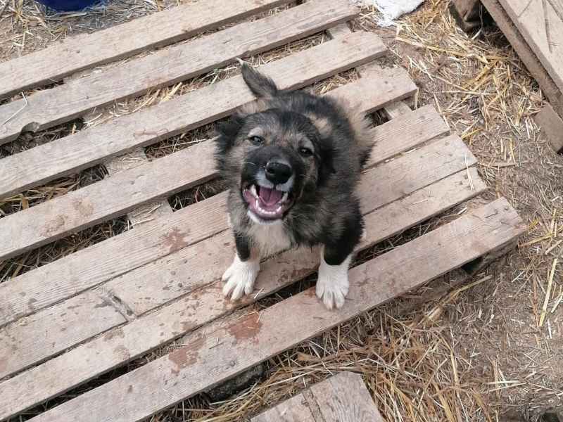Tierschutzverein Bellas Pfotenhilfe Hunderettung Bosnien Hund adoptieren Bärchen