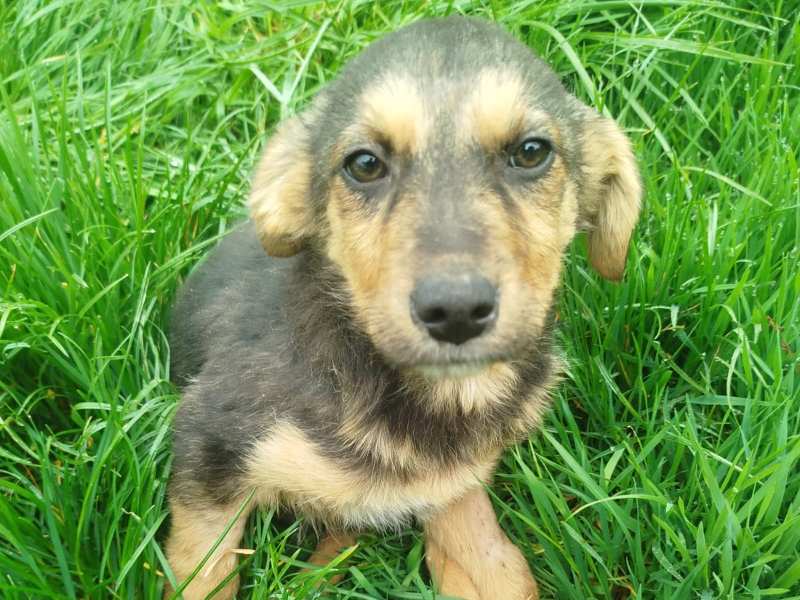 Tierschutzverein Bellas Pfotenhilfe Hunderettung Bosnien Hund adoptieren Bärchen