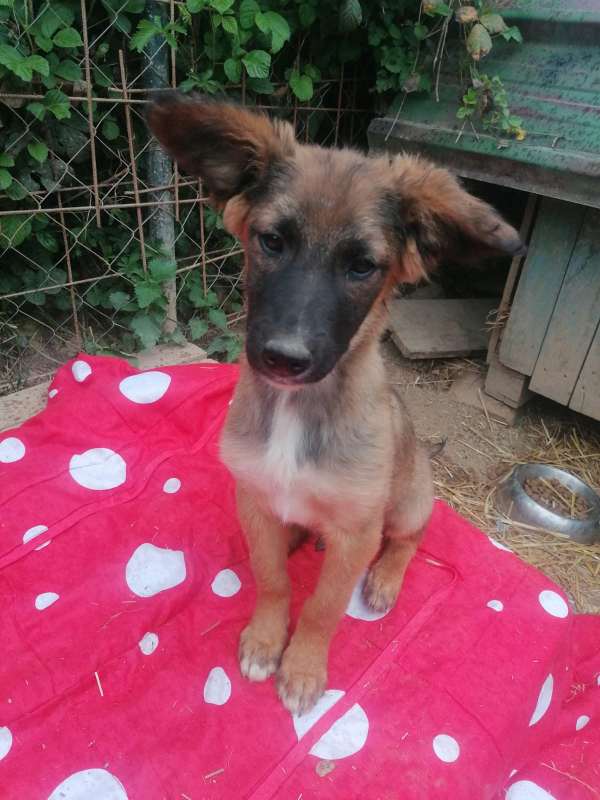 Tierschutzverein Bellas Pfotenhilfe Hunderettung Bosnien Hund adoptieren Bärchen