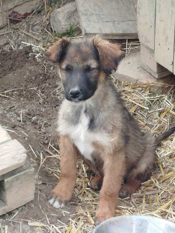 Tierschutzverein Bellas Pfotenhilfe Hunderettung Bosnien Hund adoptieren Bärchen