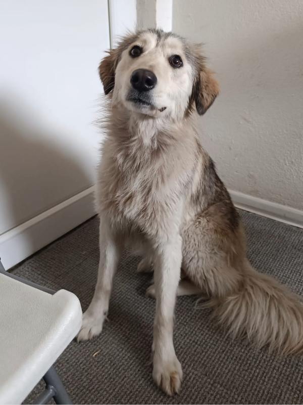 Tierschutzverein Bellas Pfotenhilfe Hunderettung Bosnien Hund adoptieren Bärchen