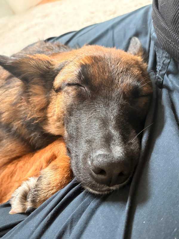 Tierschutzverein Bellas Pfotenhilfe Hunderettung Bosnien Hund adoptieren Bärchen