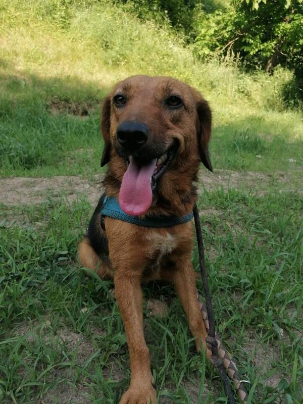 Tierschutzverein Bellas Pfotenhilfe Hunderettung Bosnien Hund adoptieren Bärchen