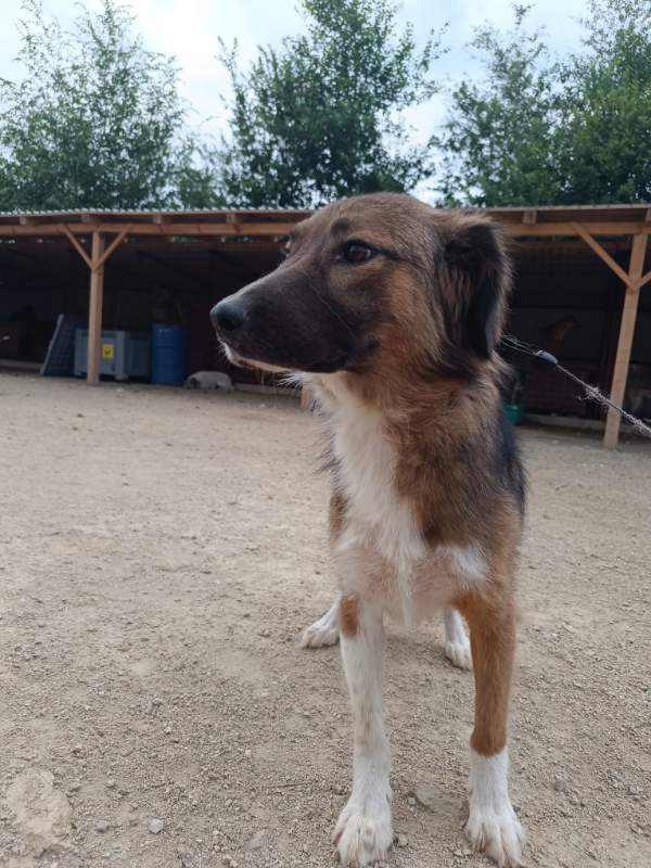 Tierschutzverein Bellas Pfotenhilfe Hunderettung Bosnien Hund adoptieren Bärchen