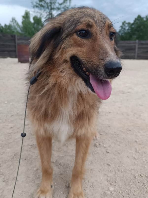 Tierschutzverein Bellas Pfotenhilfe Hunderettung Bosnien Hund adoptieren Bärchen