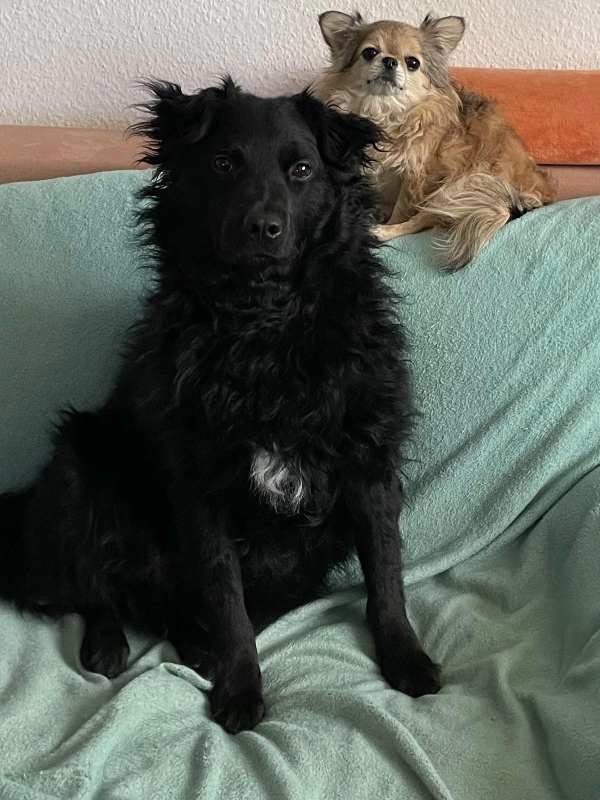 Tierschutzverein Bellas Pfotenhilfe Hunderettung Bosnien Hund adoptieren Bärchen