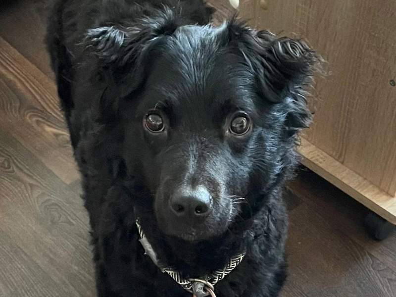 Bruno (bereits in Deutschland)