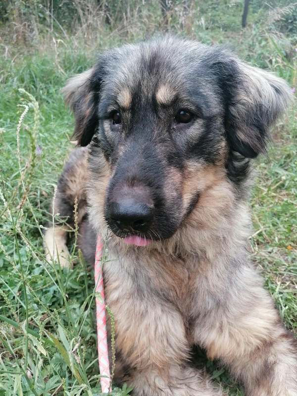 Tierschutzverein Bellas Pfotenhilfe Hunderettung Bosnien Hund adoptieren Bärchen