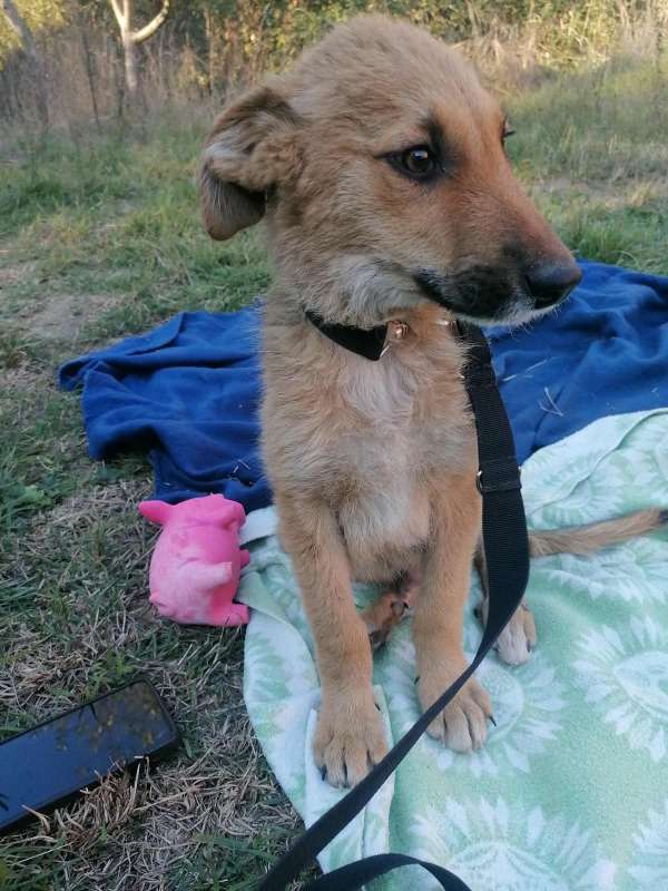 Tierschutzverein Bellas Pfotenhilfe Hunderettung Bosnien Hund adoptieren Bärchen
