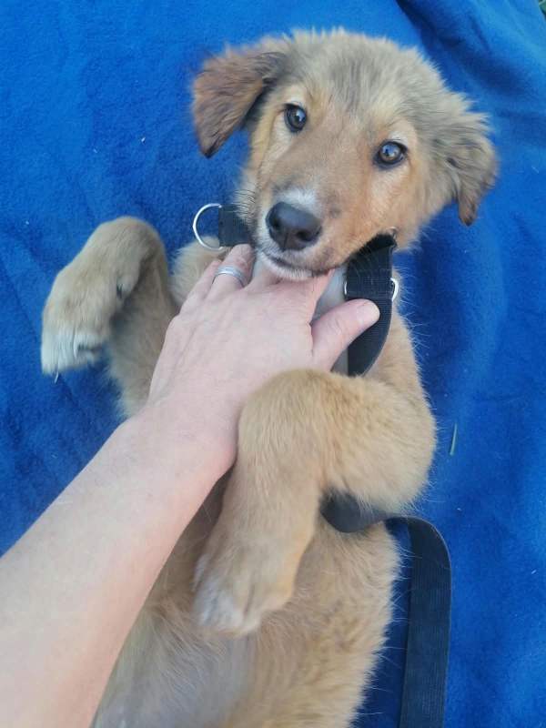 Tierschutzverein Bellas Pfotenhilfe Hunderettung Bosnien Hund adoptieren Bärchen