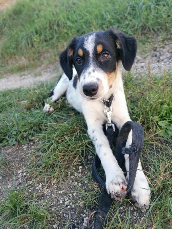 Tierschutzverein Bellas Pfotenhilfe Hunderettung Bosnien Hund adoptieren Bärchen