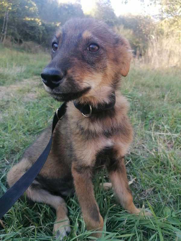 Tierschutzverein Bellas Pfotenhilfe Hunderettung Bosnien Hund adoptieren Bärchen