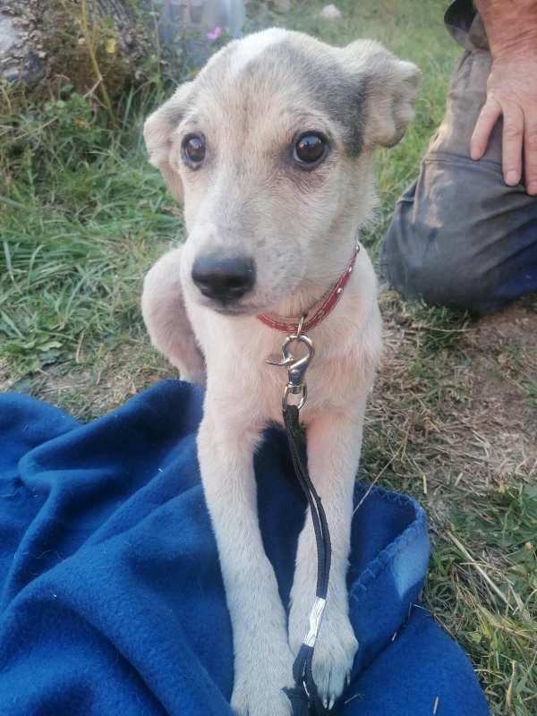 Tierschutzverein Bellas Pfotenhilfe Hunderettung Bosnien Hund adoptieren Bärchen