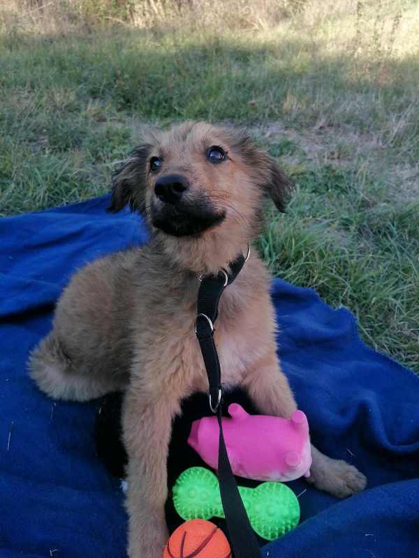 Tierschutzverein Bellas Pfotenhilfe Hunderettung Bosnien Hund adoptieren Bärchen