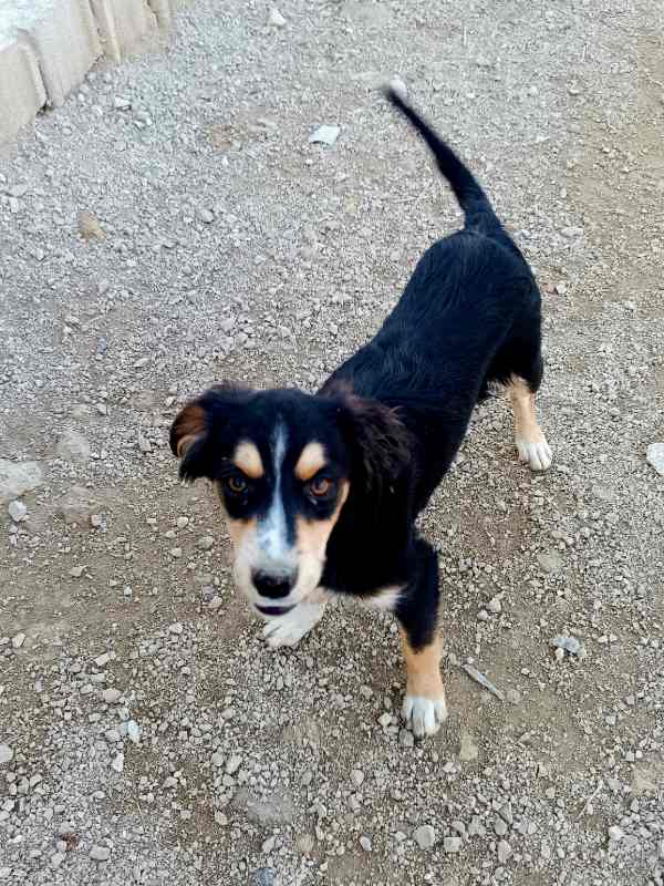 Tierschutzverein Bellas Pfotenhilfe Hunderettung Bosnien Hund adoptieren Bärchen