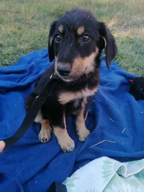 Tierschutzverein Bellas Pfotenhilfe Hunderettung Bosnien Hund adoptieren Bärchen