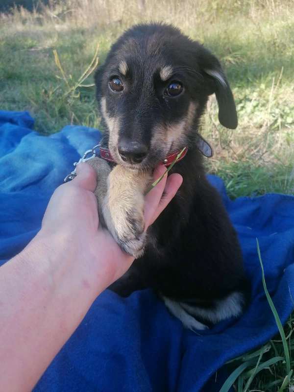 Tierschutzverein Bellas Pfotenhilfe Hunderettung Bosnien Hund adoptieren Bärchen