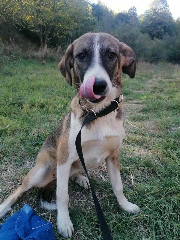 Tierschutzverein Bellas Pfotenhilfe Hunderettung Bosnien Hund adoptieren Bärchen